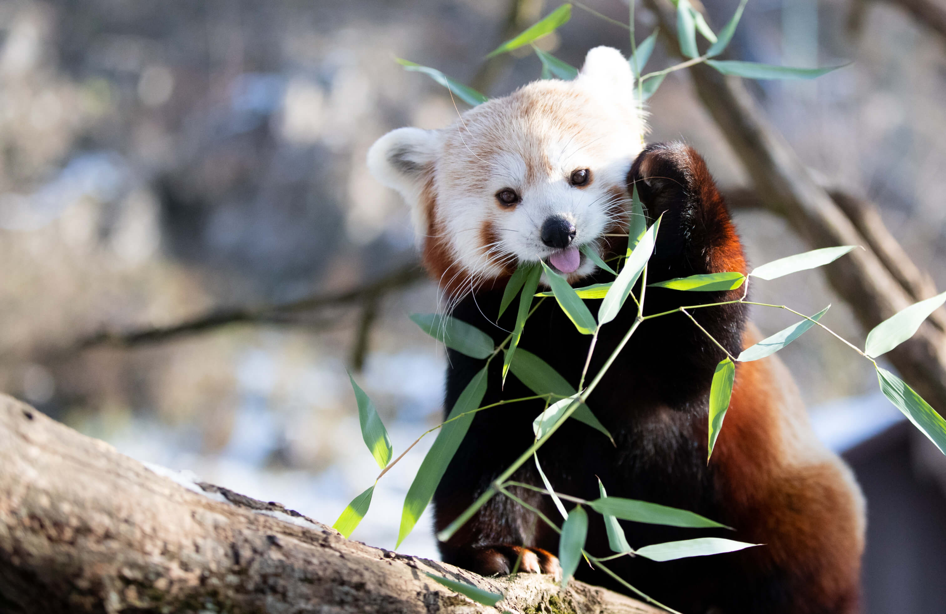 Wejście do ZOO w Veszprém